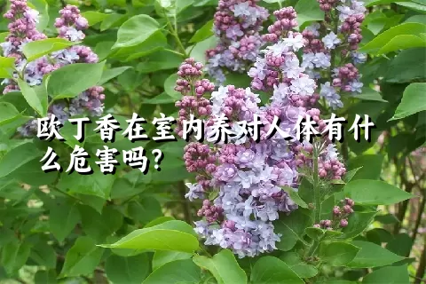 欧丁香在室内养对人体有什么危害吗？