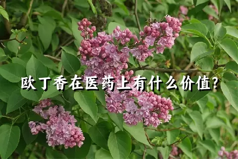 欧丁香在医药上有什么价值？