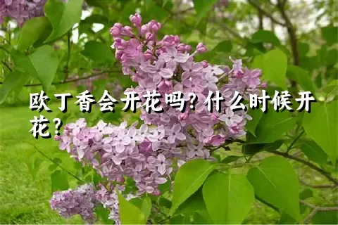 欧丁香会开花吗？什么时候开花？