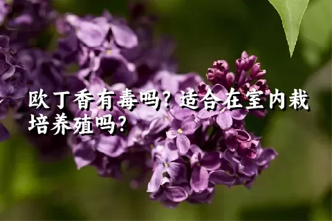 欧丁香有毒吗？适合在室内栽培养殖吗？