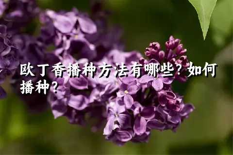 欧丁香播种方法有哪些？如何播种？