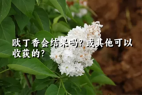 欧丁香会结果吗？或其他可以收获的？