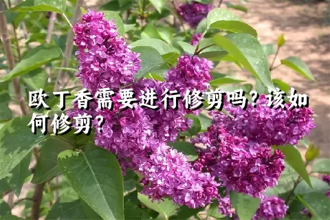 欧丁香需要进行修剪吗？该如何修剪？