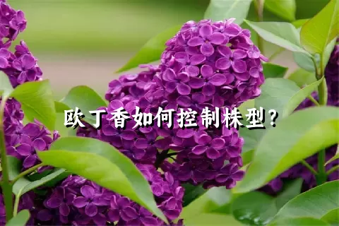 欧丁香如何控制株型？