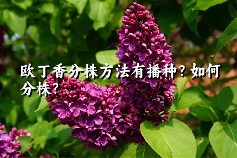 欧丁香分株方法有播种？如何分株？