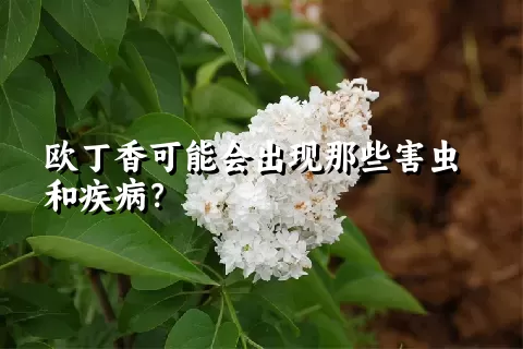 欧丁香可能会出现那些害虫和疾病？