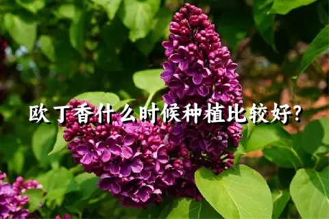 欧丁香什么时候种植比较好？