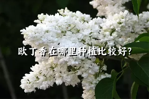 欧丁香在哪里种植比较好？