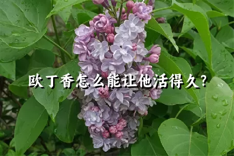 欧丁香怎么能让他活得久？