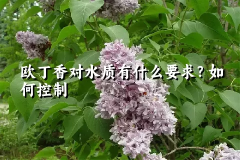 欧丁香对水质有什么要求？如何控制