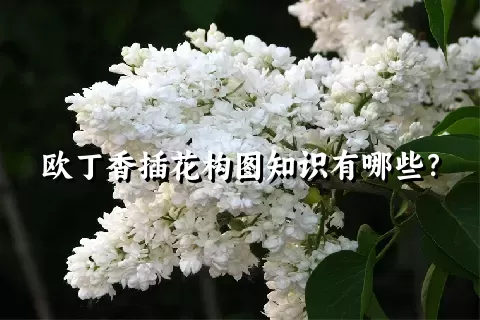 欧丁香插花构图知识有哪些？