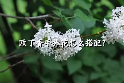 欧丁香手捧花怎么搭配？