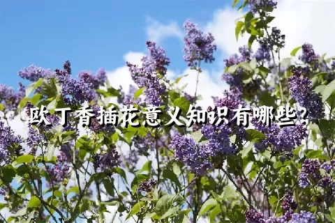 欧丁香插花意义知识有哪些？