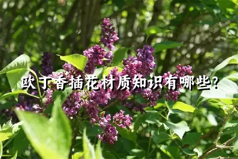 欧丁香插花材质知识有哪些？