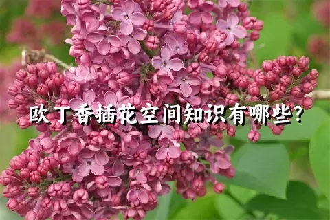 欧丁香插花空间知识有哪些？