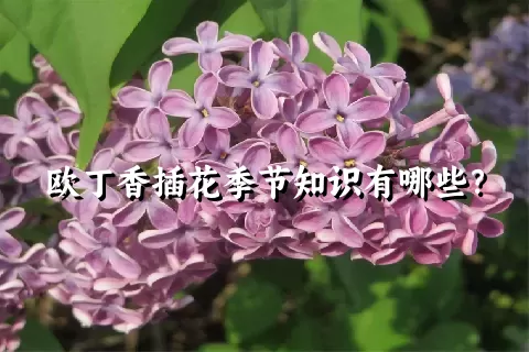 欧丁香插花季节知识有哪些？