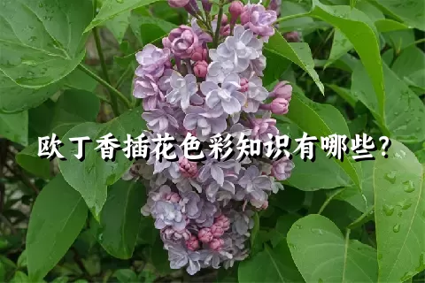 欧丁香插花色彩知识有哪些？