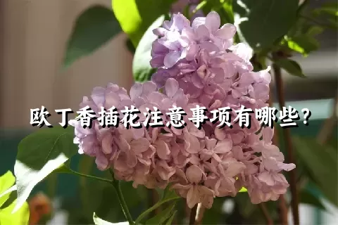 欧丁香插花注意事项有哪些？