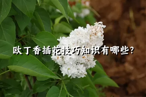 欧丁香插花技巧知识有哪些？