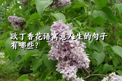 欧丁香花语寓意人生的句子有哪些？