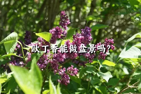 欧丁香能做盆景吗？