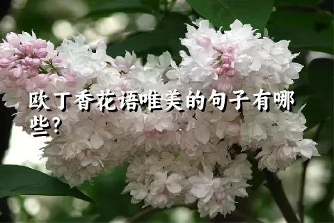 欧丁香花语唯美的句子有哪些？