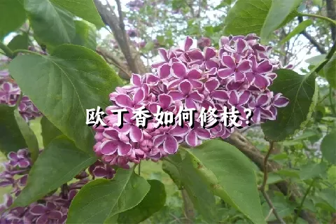 欧丁香如何修枝？