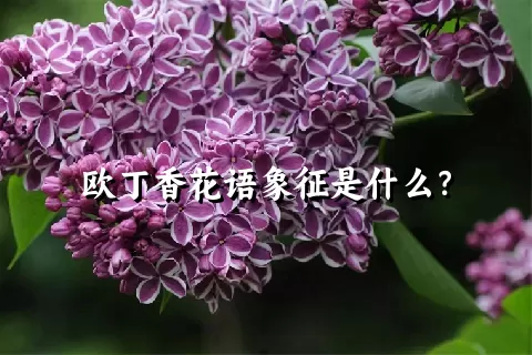 欧丁香花语象征是什么？