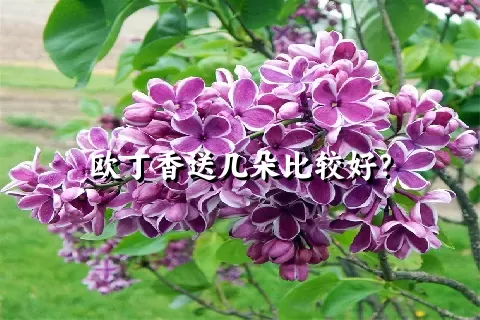 欧丁香送几朵比较好？