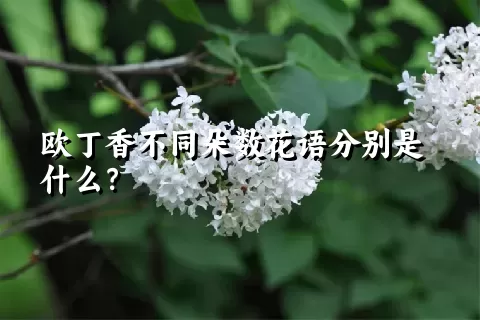 欧丁香不同朵数花语分别是什么？