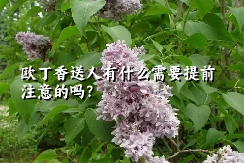 欧丁香送人有什么需要提前注意的吗？