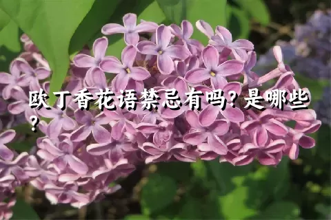 欧丁香花语禁忌有吗？是哪些？