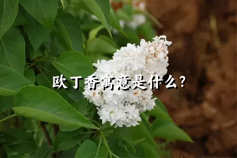 欧丁香寓意是什么？