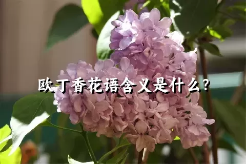 欧丁香花语含义是什么？