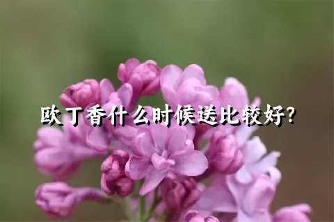 欧丁香什么时候送比较好？