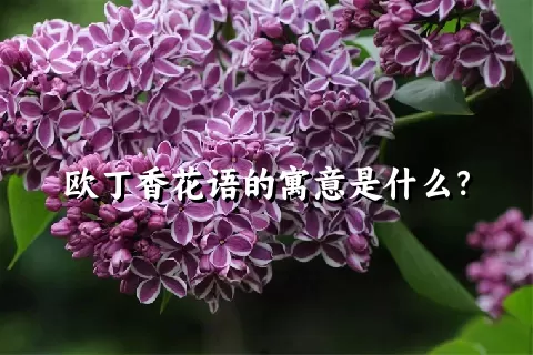 欧丁香花语的寓意是什么？