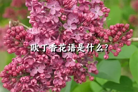 欧丁香花语是什么？