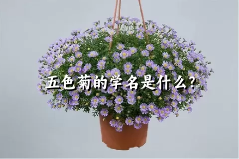 五色菊的学名是什么？