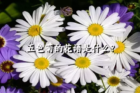 五色菊的花语是什么？