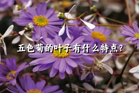 五色菊的叶子有什么特点？