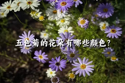 五色菊的花朵有哪些颜色？