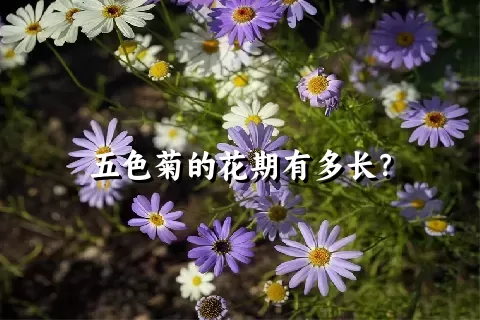 五色菊的花期有多长？