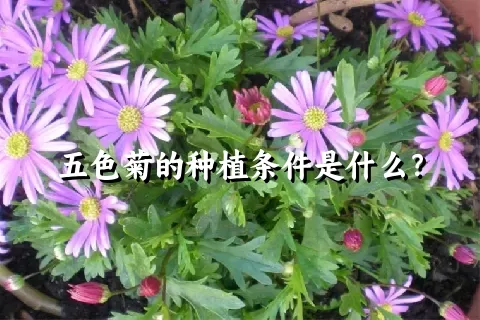 五色菊的种植条件是什么？