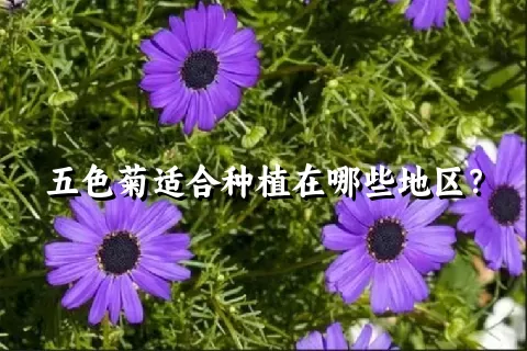 五色菊适合种植在哪些地区？