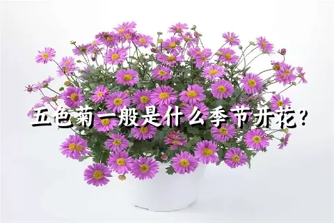 五色菊一般是什么季节开花？