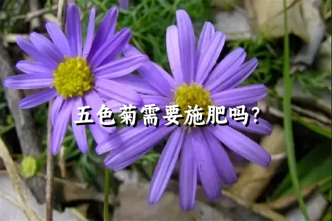 五色菊需要施肥吗？