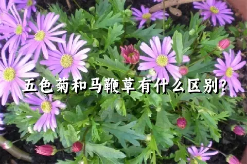 五色菊和马鞭草有什么区别？