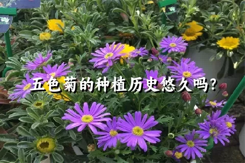 五色菊的种植历史悠久吗？