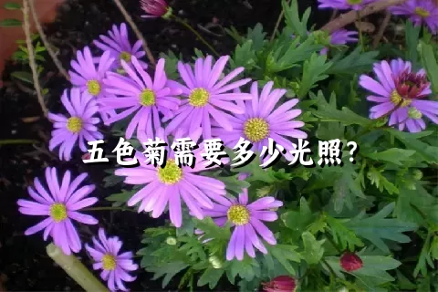 五色菊需要多少光照？