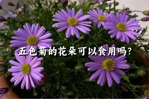 五色菊的花朵可以食用吗？